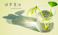 綠蘿算法是什么?SEO站長如何規避